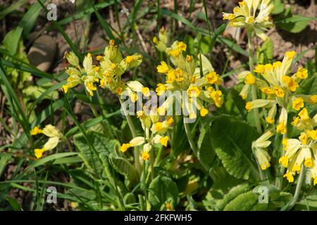 Cowslip Primula veris Primula officinalis in piena fioritura Foto Stock