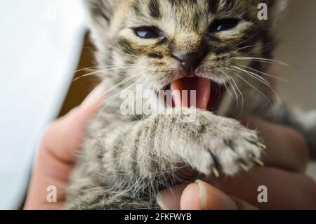 Primo piano ritratto di una giovane ravviva gattino urlante settimana dopo la nascita Foto Stock