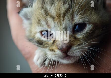 Primo piano ritratto di un giovane cucciolo di ravvivante una settimana dopo la nascita Foto Stock