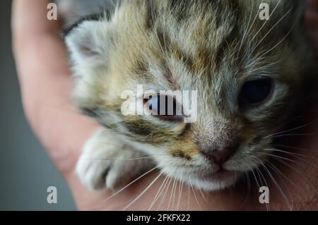 Primo piano ritratto di un giovane cucciolo di ravvivante una settimana dopo la nascita Foto Stock