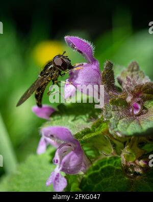 Colpo verticale di un insetto con gli occhi rossi grandi provando per trovare nettare in un fiore viola Foto Stock