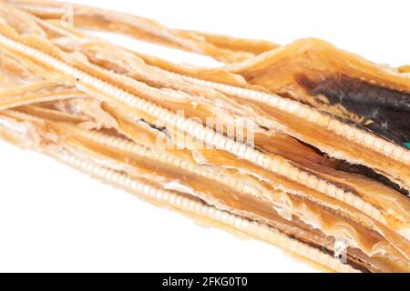 Catsqualo secco in bocca nera (Galeus melastomus) o conosciuto come litao nella città di olhao, portogallo. Foto Stock