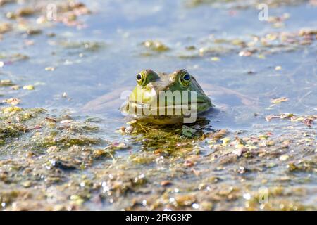 Bullfrog riposante in acque poco profonde in una giornata calda con solo la faccia che si trova sopra la superficie Foto Stock