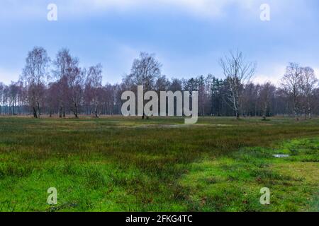 Sorprendente Pietzmoor a Lüneburger Heide Foto Stock