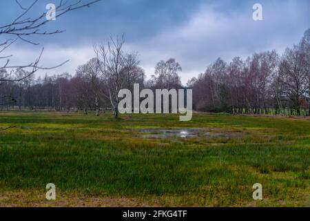 Sorprendente Pietzmoor a Lüneburger Heide Foto Stock