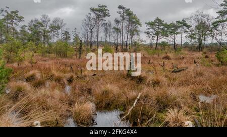 Sorprendente Pietzmoor a Lüneburger Heide Foto Stock