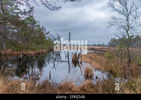 Sorprendente Pietzmoor a Lüneburger Heide Foto Stock