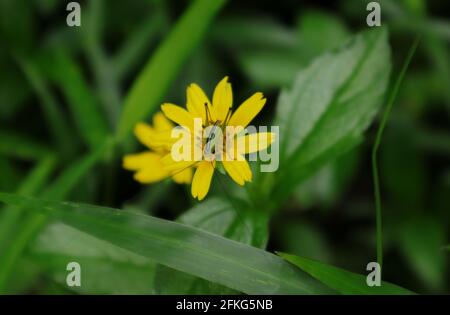 Una grassopper verde con una linea nera sul retro sopra un fiore giallo Foto Stock