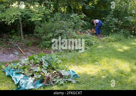 L'uomo industrioso tira le erbacce estive amassando un mucchio grande di piante su un tarp pronto per essere trascinato via per smaltimento Foto Stock