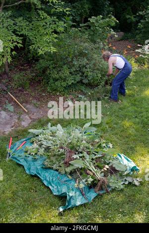 Un uomo energenico tira le erbacce estive amassando un mucchio grande di piante su un tarp pronto per essere trascinato via per lo smaltimento Foto Stock