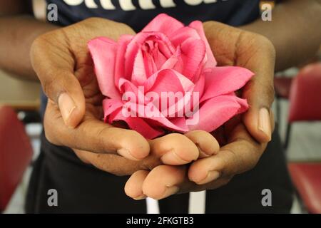 Mani che tengono una Rosa Rosa Foto Stock