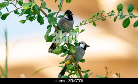 Teo White ha allevato l'uccello di Bulbul su un ramo di albero in Qatar. Foto Stock