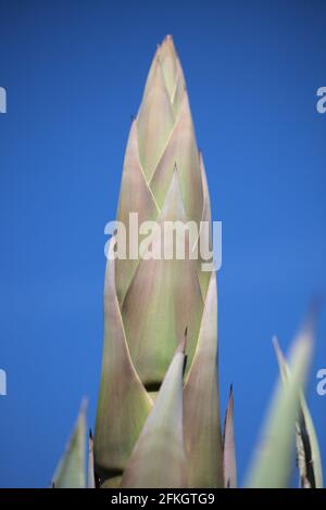 Flora di Gran Canaria - formazione di punta fiorente di Agave americana, pianta di sentinella, intodotto e invasivo speciale sfondo floreale naturale Foto Stock