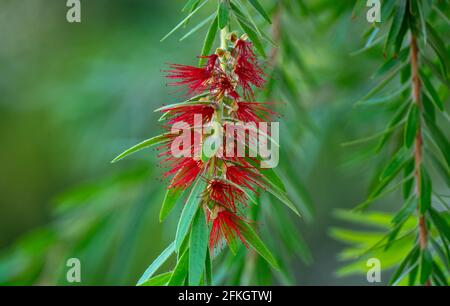 Melaleuca viminalis, comunemente noto come il pianto scovolino da bottiglia, o creek scovolino da bottiglia è una pianta nella famiglia di mirto, Myrtaceae Foto Stock