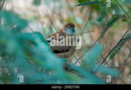 Silverbill o bianco-thorated monia è un piccolo uccello passerino trovato in qatar. Messa a fuoco selettiva Foto Stock