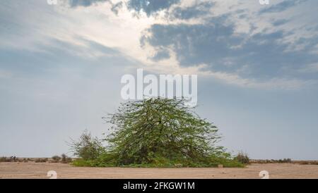 Un unico Prosopis juliflora albero nel mezzo di un deserto di al jumayliyah in qatar. Foto Stock