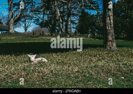 Agnello nel parco della Cornovaglia Foto Stock