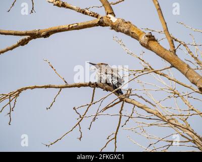 Primo piano di simpatico vimini Northern seduto su un albero a Las Vegas, Nevada Foto Stock