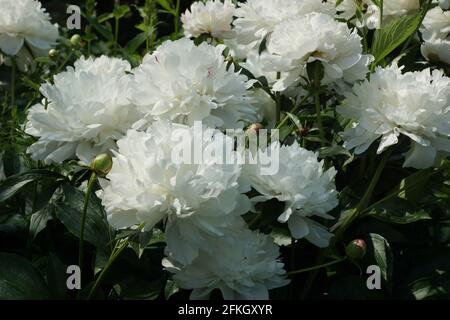 Peonia Festiva Maxima. Doppia bianca peonia fiore. Paeonia lactiflora (Cinese peonia o giardino comune peonia). Foto Stock