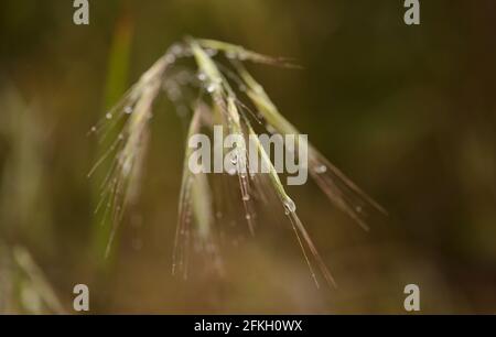 Flora di Gran Canaria - avena fatua avena selvatica comune sfondo naturale macro floreale Foto Stock