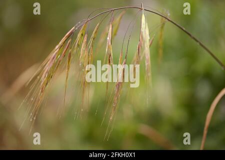 Flora di Gran Canaria - avena fatua avena selvatica comune sfondo naturale macro floreale Foto Stock