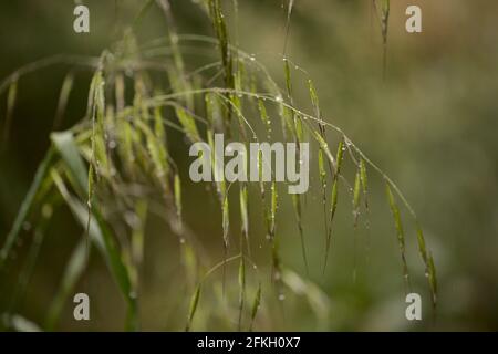 Flora di Gran Canaria - avena fatua avena selvatica comune sfondo naturale macro floreale Foto Stock