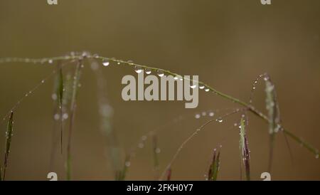 Flora di Gran Canaria - avena fatua avena selvatica comune sfondo naturale macro floreale Foto Stock