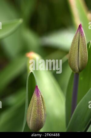 I petali non aperti di un fiore viola di tulipano fioriscono contro sfondo verde in un giardino Foto Stock