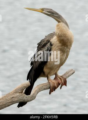 Serpente-collo / Australasian darter, Anhinga novaehollandiae con grandi piedi a rete che perching su un ceppo sopra l'acqua di un lago in un parco cittadino in Australia Foto Stock