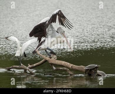 Pelican, Pelicanus cospicillatus, con ali allungate pronte per il volo, su log sopra l'acqua del lago nel parco cittadino in Australia Foto Stock