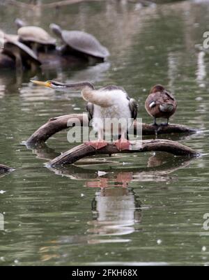 Snake-necked / Australasian darter, Anhinga novaehollandiae su log riflesso in acqua di lago nel parco cittadino in Australia Foto Stock