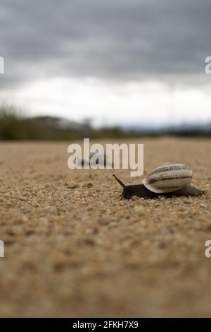 Coppia di lumache marrone chiaro, a righe, che attraversano un sentiero di ghiaia leggera Foto Stock