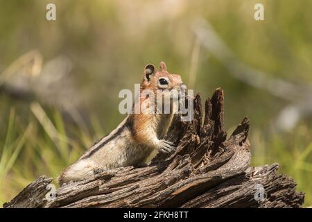 Golden-mantled Scoiattolo di terra Foto Stock