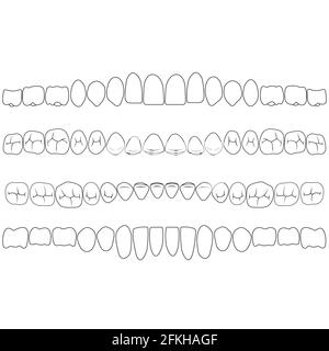 Dentizione, la parte della corona del dente Illustrazione Vettoriale