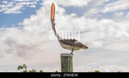 Un Pelican marrone inizia a gridare mentre si siede in cima di un palo di legno Foto Stock