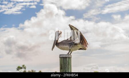 Un Pelican marrone allunga le sue ali mentre si siede in cima di un palo di legno Foto Stock