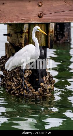 Grande Egret pesca dal molo Foto Stock