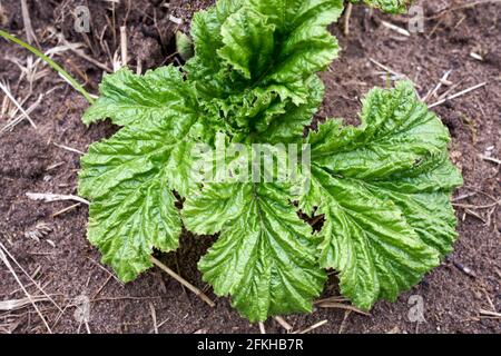 Gunnera tintoria (Molina) Mirb. (Gunneraceae) conosciuto anche come Pangue, Nalca (voci Mapuche), o Giant Cilean Rhubarb Foto Stock