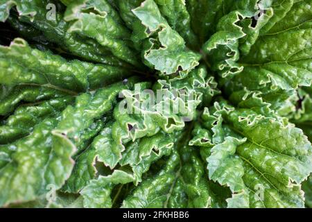 Gunnera tintoria (Molina) Mirb. (Gunneraceae) conosciuto anche come Pangue, Nalca (voci Mapuche), o Giant Cilean Rhubarb in closeup Foto Stock