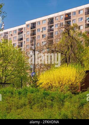 Laburnum anagyroides - conosciuto anche come la pioggia d'oro fiorisce alla periferia della città vicino al segno di autobus stop Foto Stock