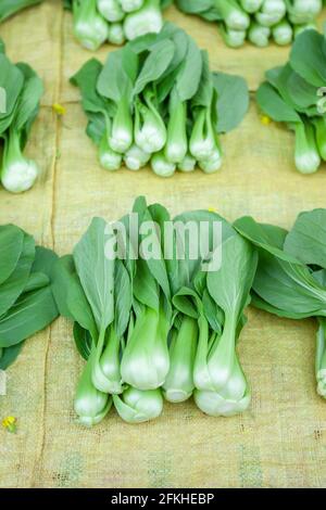 Fresh Bok Choy o Shanghai Green sul tessuto al mercato giornaliero di Mae Salong, attrazioni turistiche a Chiang Rai, Thailandia. Messa a fuoco selettiva. Foto Stock