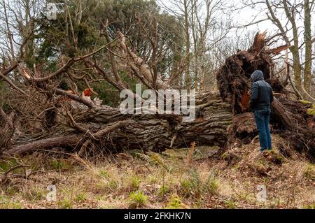 Irlanda tempesta Darwin danni. Lone uomo in piedi da un albero caduto di 400 anni Yew in Killarney National Park, County Kerry, Irlanda dal 2014 Foto Stock