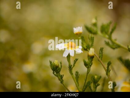 Flora di Gran Canaria - Glebionis coronaria, precedentemente chiamato Crisanthemum coronarium, terra crisantemo naturale macro sfondo floreale Foto Stock