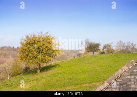albero isolato su una collina erbosa con cielo blu Foto Stock