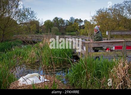 Figgate Park, Edimburgo, Scozia, tempo britannico. 2 maggio 2021. Una veglia è sul posto per proteggere Mute Swan Bonnie, creduto di avere 22 anni. Il 20 aprile il suo partner Clyde la COB non ha fatto bene dopo una grande lotta con il nuovo maschio che nidificano sull'isola, feriti e sofferenti di una condizione artritica SPCA ha dovuto eutanizzarlo. Nella foto: Rosie da Figgate amici @Figgate · Comunità prendere il suo turno che potrebbe ammontare a circa 6 ore al giorno per guardare fuori per qualsiasi pericolo da altri animali o persone che potrebbero causare Bonnie ad abbandonare il suo nido. Foto Stock