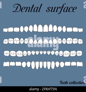 superficie dentale Illustrazione Vettoriale
