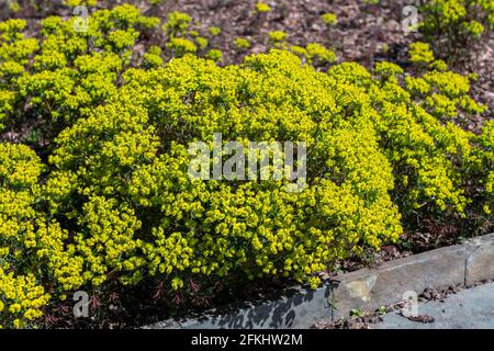 Euphorbia cyparissias 'Fens Ruby' un arbusto fiorito sempreverde primavera estate pianta con un fiore giallo estivo primaverile e comunemente noto come cypres Foto Stock