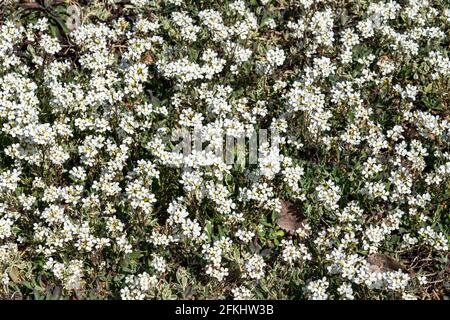 Arabis alpina subsp caucasica 'variegata' una pianta di fioritura primaverile con ya fiore bianco primaverile comunemente conosciuto come roccia variegata Cress, il phot di riserva Foto Stock