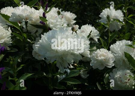 Peonia Festiva Maxima. Doppia bianca peonia fiore. Paeonia lactiflora (Cinese peonia o giardino comune peonia). Foto Stock