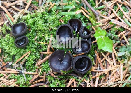 La nigrella Pseudoplectania, comunemente nota come coppa di ebano, la falsa plectania nera, o la tazza nera pelosa, fungo selvatico dalla Finlandia Foto Stock